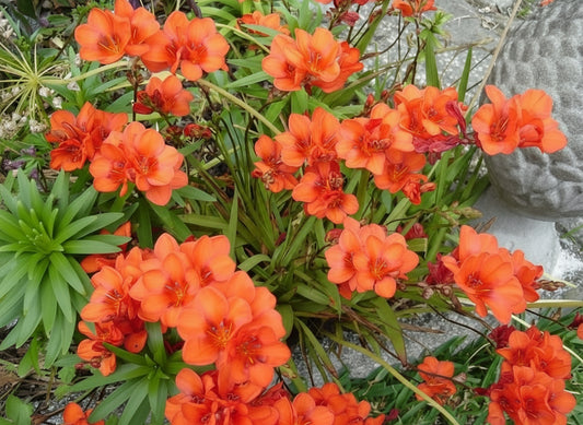 Tritonia Crocata Red3